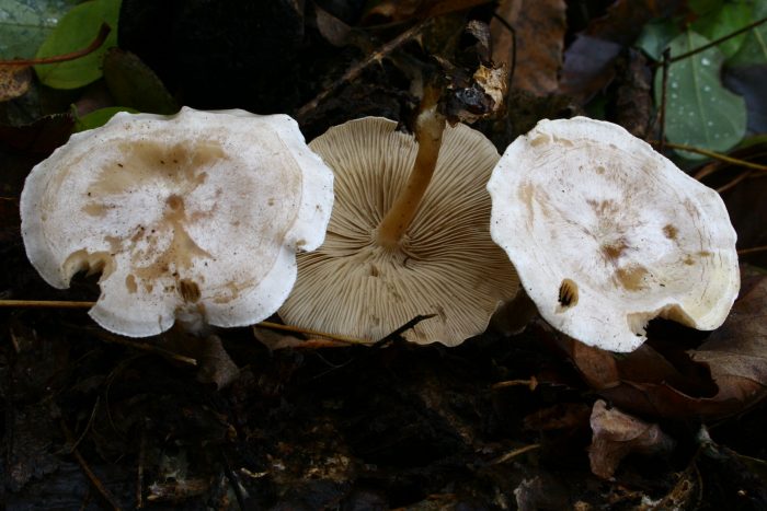 Говорушка листолюбивая, восковатая, или сероватая (Clitocybe phyllophila) фото