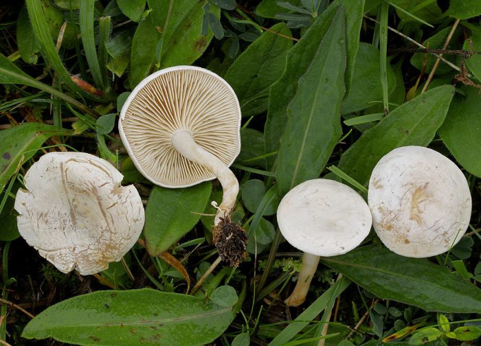 Говорушка красноватая, или бороздчатая (Clitocybe rivulosa) фото