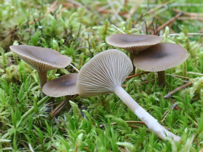 Говорушка желобчатая, или сероватая (Clitocybe vibecina) фото