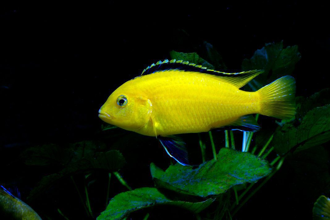 Лабидохромис еллоу