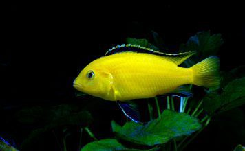 Лабидохромис еллоу