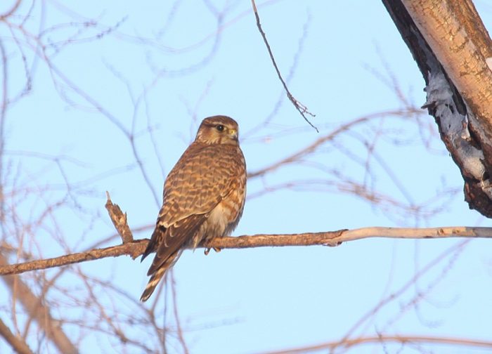 Falco columbarius insignis фото