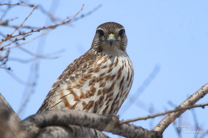 Falco columbarius lymani фото