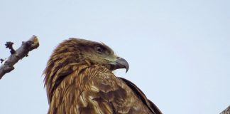 Коршуны птица ястреб коршун