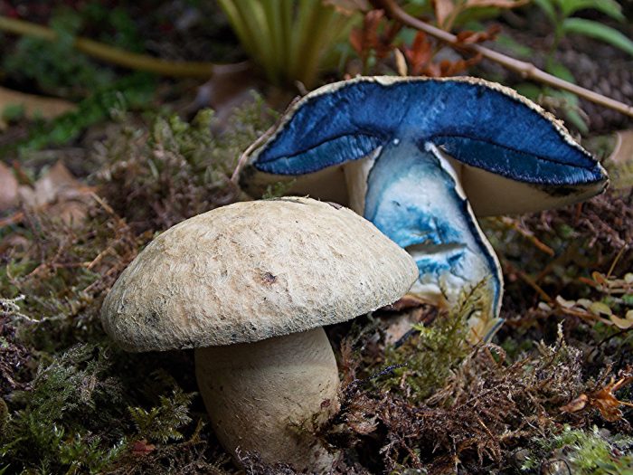 Гиропорус синеющий (Gyroporus cyanescens) фото