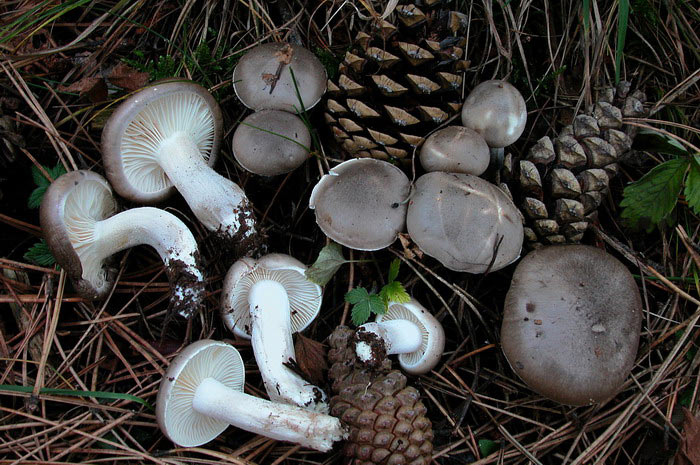 Гигрофор душистый, ароматный, или благоухающий (Hygrophorus agathosmus) фото