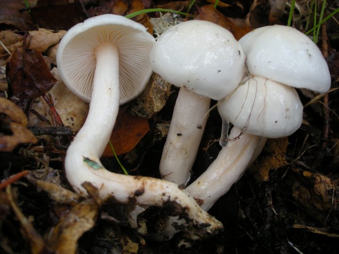 Гигрофор желтовато-белый (Hygrophorus eburneus) фото