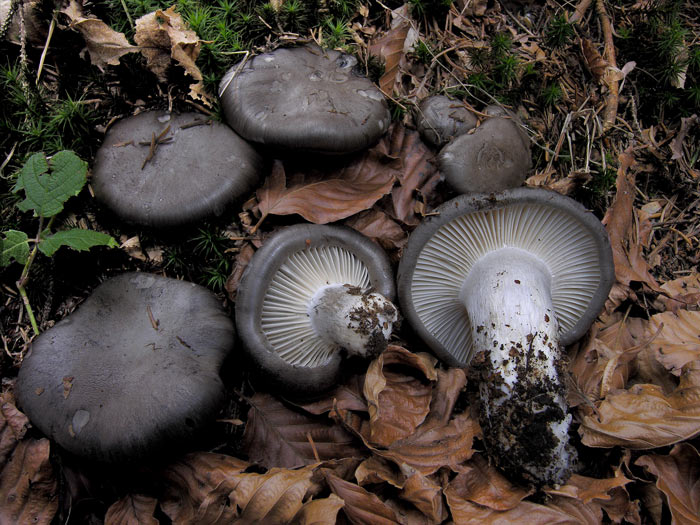 Гигрофор ранний (Hygrophorus marzuolus) фото