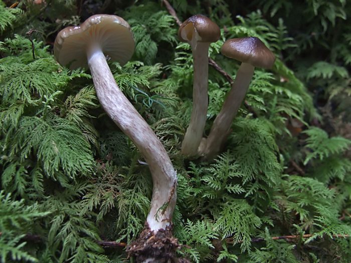 Гигрофор оливково-белый (Hygrophorus olivaceoalbus) фото