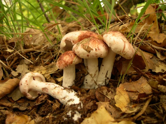 Гигрофор сыроежковый или сыроежковидный (Hygrophorus russula) фото