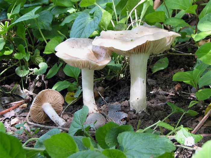 Волоконница Патуйара (Inocybe patouillardii) фото