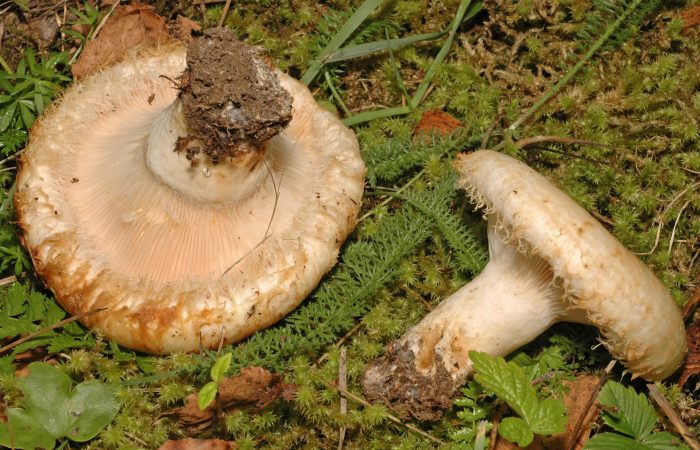 Груздь бахромистый (Lactarius citriolens) фото