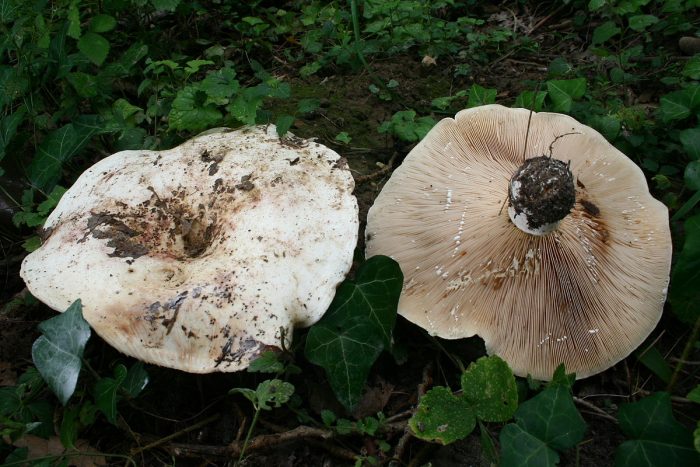 Груздь осиновый (Lactarius controversus) фото