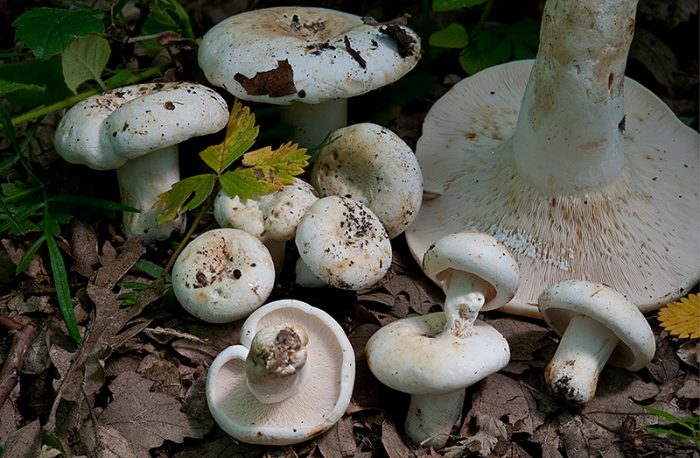 Груздь сизоватый (Lactarius glaucescens) фото