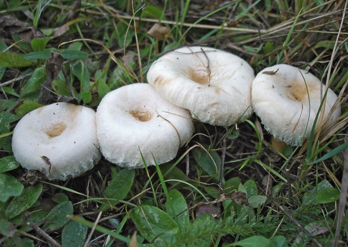 Волнушка белая (Lactarius pubescens) фото