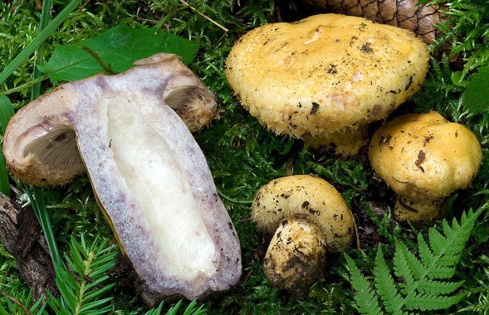 Груздь синеющий (Lactarius repraesentaneus) фото