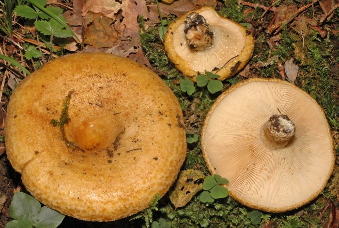 Груздь жёлтый (Lactarius scrobiculaus) фото