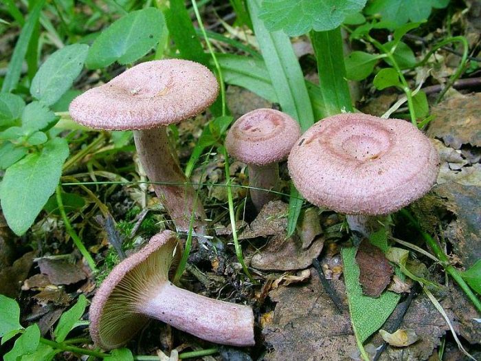 Млечник шиповатый или блеклый (Lactarius spinosulus) фото