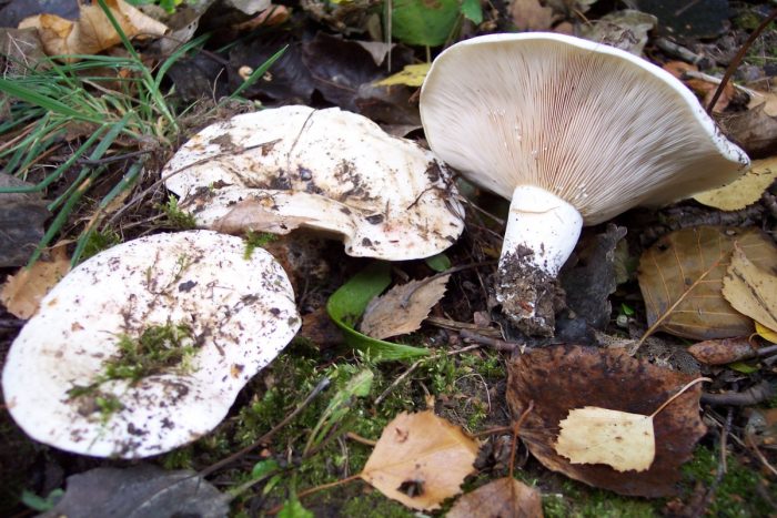 Груздь войлочный или скрипица (Lactarius vellereus) фото