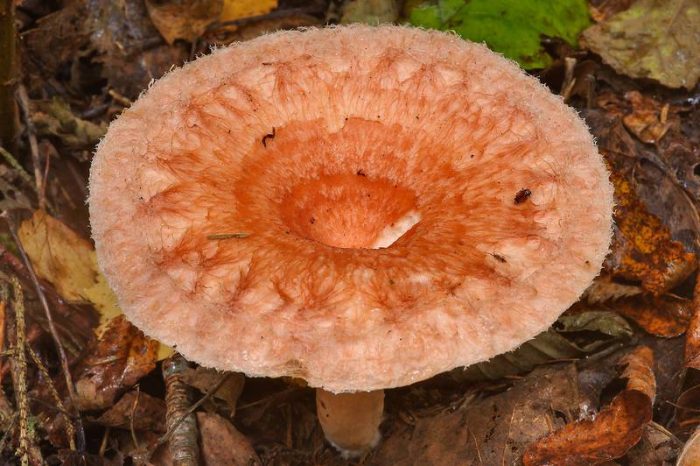 Волнушка розовая (Lactrius torminsus) фото