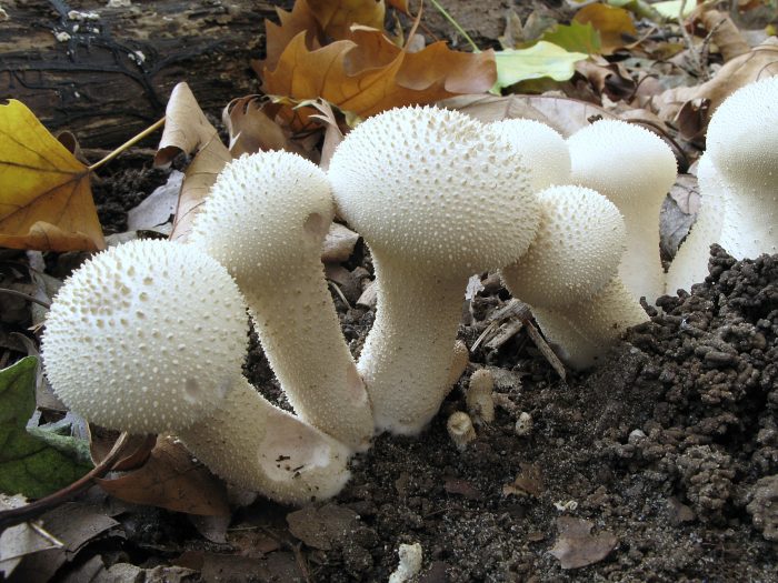 Дождевик жемчужный (Lycoperdon perlatum) фото