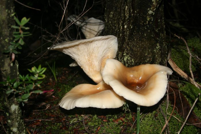 Omphalotus nidiformis фото