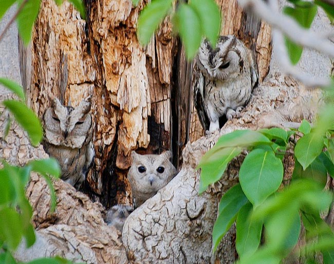 Otus bakkamoena gangeticus фото