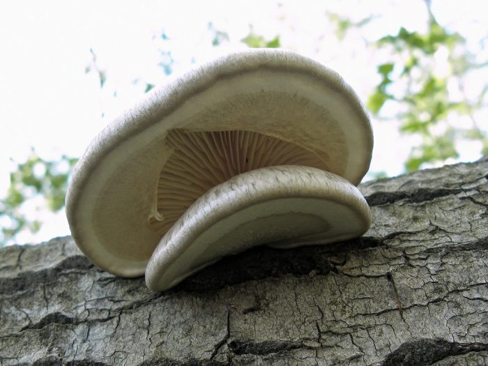 Вёшенка покрытая (Pleurotus calyptratus) фото