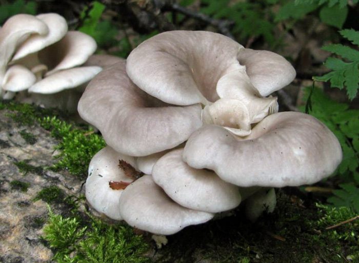 Вёшенка рожковидная (Pleurotus cornucopiae) фото