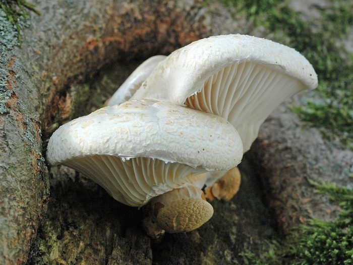 Вёшенка дубовая (Pleurotus dryinus) фото