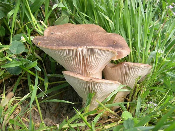 Вёшенка степная или королевская (Pleurotus eryngii) фото