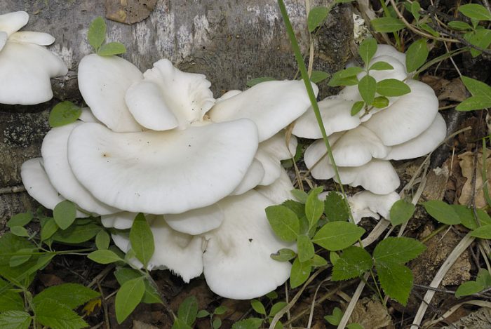 Вёшенка лёгочная (Pleurotus pulmonarius) фото