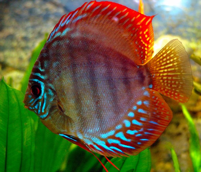 Красный дискус (Symphysodon discus) фото