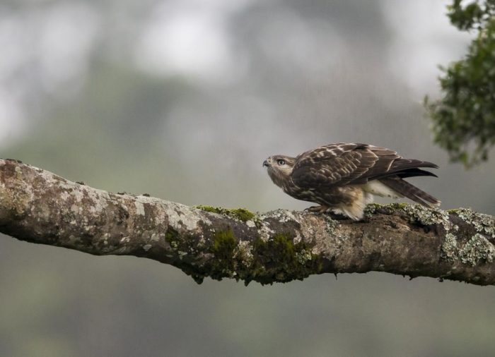 Африканский горный канюк (Buteo oreophilus) фото