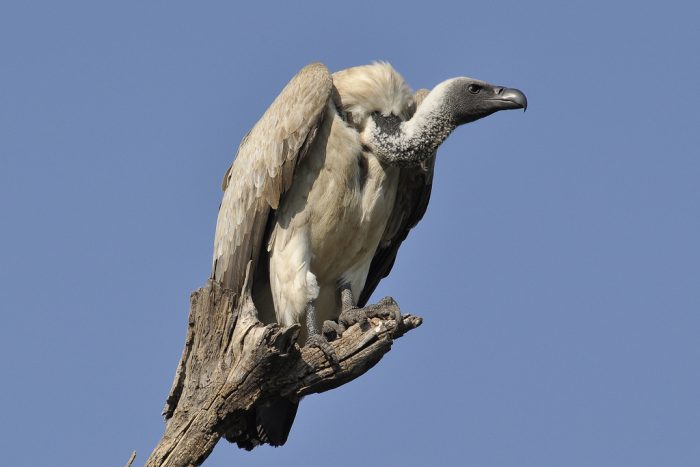 Африканский гриф (Gyps africanus) фото