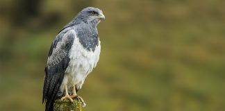 Агуйа Агуйа фото