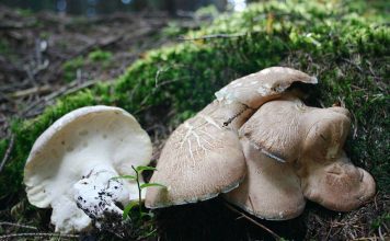 Альбатреллус овечий