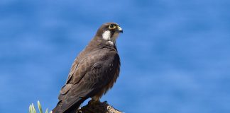 Алет Алет фото