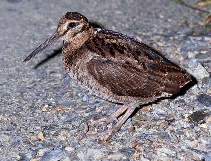 Аммамийский вальдшнеп (Scolopax mira) фото