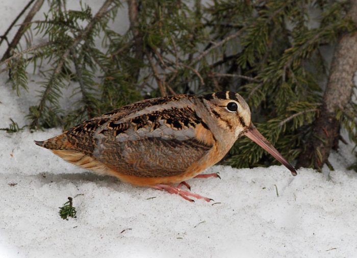 Американский вальдшнеп (Scolopax minor) фото