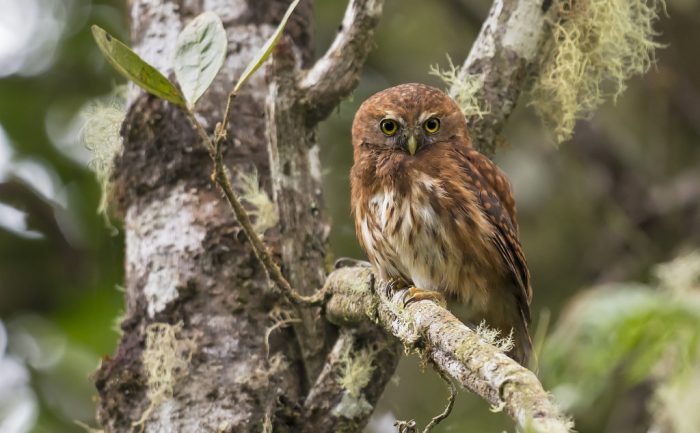 Андский сычик (Glaucidium jardinii) фото