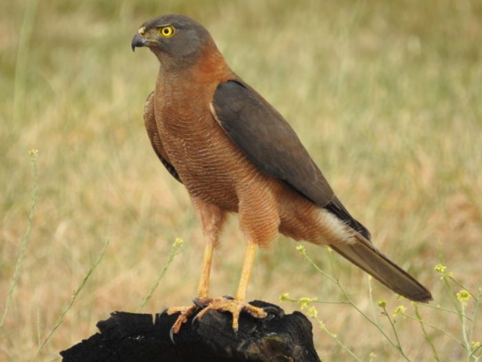 Австралийский бурый ястреб (Accipiter fasciatus) фото