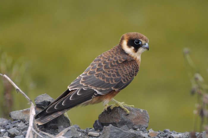 Австралийский чеглок (Falco longipennis) фото