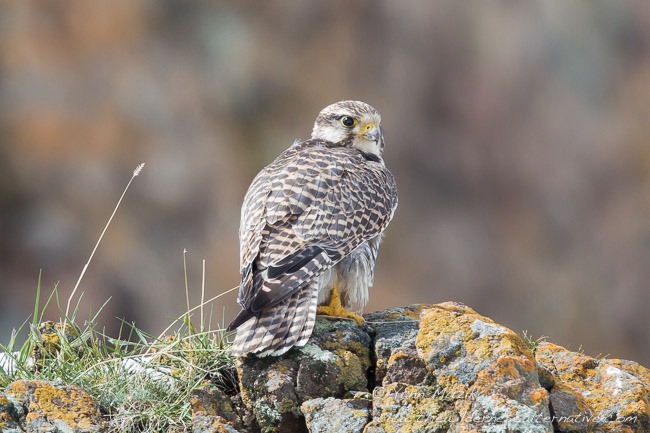 Туркестанский балабан (Falco cherrug coatsi) фото