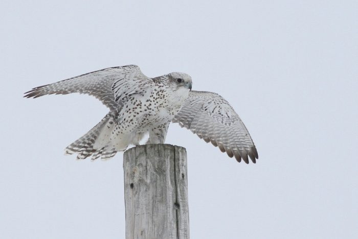 Белый кречет (Falco candicans, groenlandicus) фото