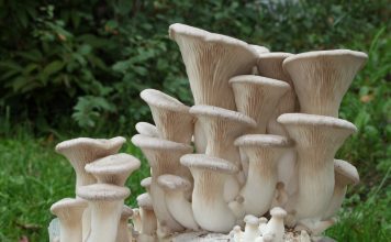 Белый степной гриб