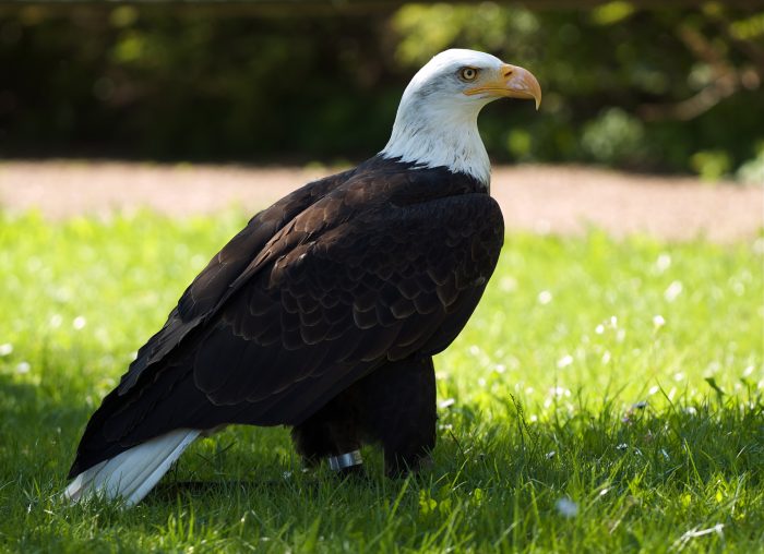 Белоголовый орлан (Haliaeetus leucocephalus) фото