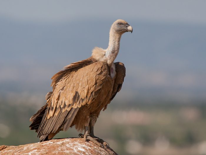 Белоголовый сип (Gyps fulvus) фото