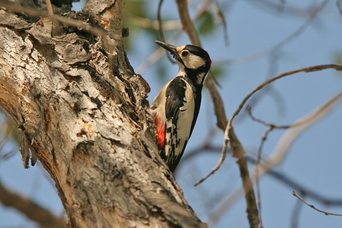 Белокрылый дятел (Dendrocopos leucopterus) фото