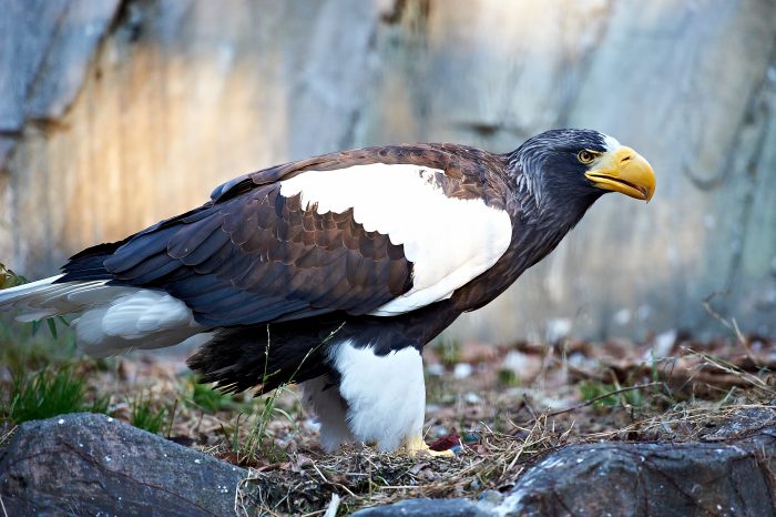 Белоплечий орлан (Haliaeetus pelagicus) фото